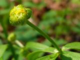 Ranunculus cassubicus