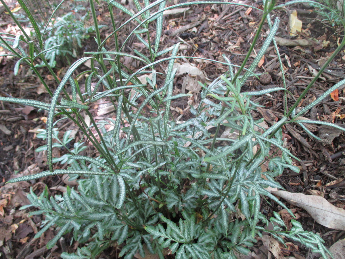 Изображение особи Pteris ensiformis.