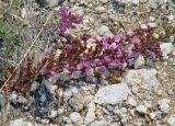 Thymus baicalensis