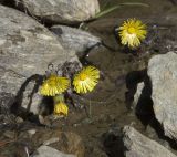 Tussilago farfara