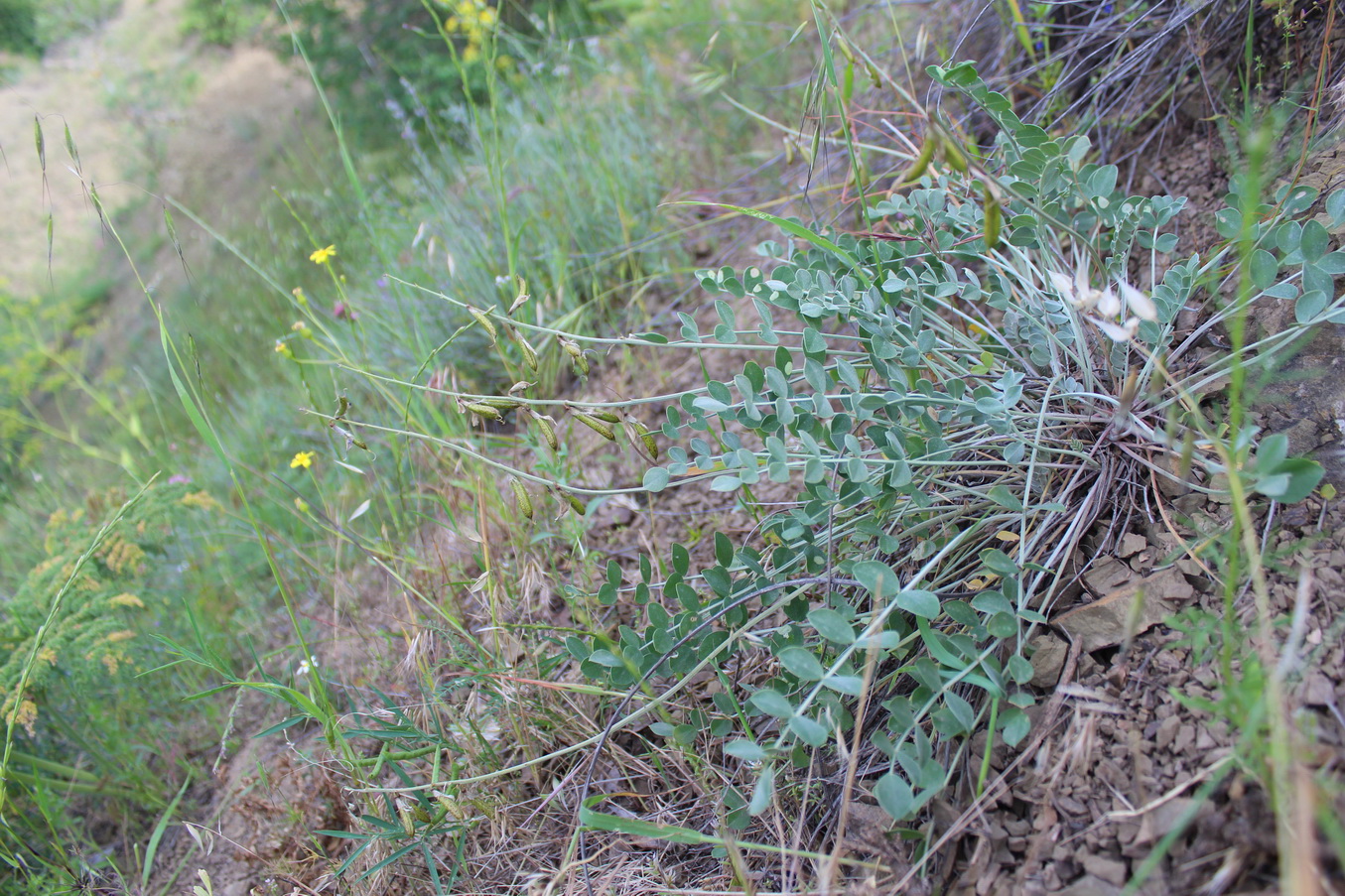 Изображение особи Astragalus ackerbergensis.