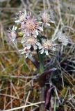 Petasites frigidus