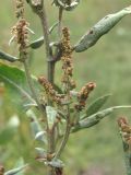 Atriplex sagittata. Часть веточки с тычиночными соцветиями. Краснодарский край, Абинский р-н, г. Абинск, рудеральное место. 25.09.2018.