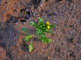 Senecio vulgaris. Цветущее растение. Новгородская обл., берег оз. Ильмень, геологический памятник \"Ильменский глинт\", песчаный пляж. 04.11.2018.