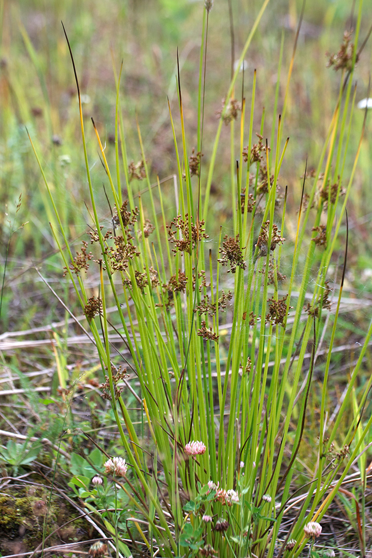 Изображение особи Juncus effusus.