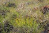 Carex paupercula