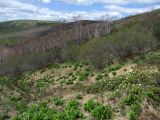 Veratrum oxysepalum. Вегетирующие растения (справа заросли Rhododendron aureum). Магаданская обл., г. Магадан, окр. мкр-на Солнечный, истоки р. Магаданка, нивальная лужайка в распадке. 12.06.2017.