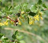 Ribes aureum. Цветущая веточка с кормящимся бражником - шмелевидкой жимолостной (Hemaris fuciformis). Казахстан, Восточно-Казахстанская обл., г. Усть-Каменогорск, восточные окр., Лесхоз, пологий склон сопки, в культуре. 14.05.2012.