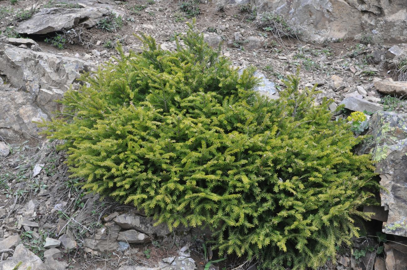 Изображение особи Picea orientalis.
