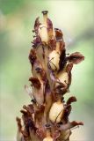 Hypopitys monotropa. Верхушка соплодия. Ленинградская обл., Лужский р-н, окр. оз. Лебевое, зеленомошный сосновый бор. 17.08.2019.