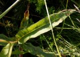 Persicaria amphibia. Лист. Тверская обл., Весьегонский р-н, с. Чистая Дуброва, луг. 24 июля 2020 г.