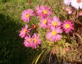 Chrysanthemum indicum