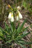 Onosma volgensis