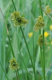 Juncus effusus