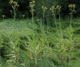 Sonchus palustris