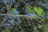 Ribes meyeri