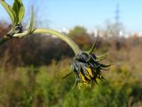 Helianthus tuberosus