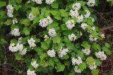 Physocarpus ribesifolia. Ветви с соцветиями. Приморский край, окр. г. Дальнегорск, падь Партизанская, известняковый каменистый склон. 11.06.2022.