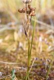 Scheuchzeria palustris