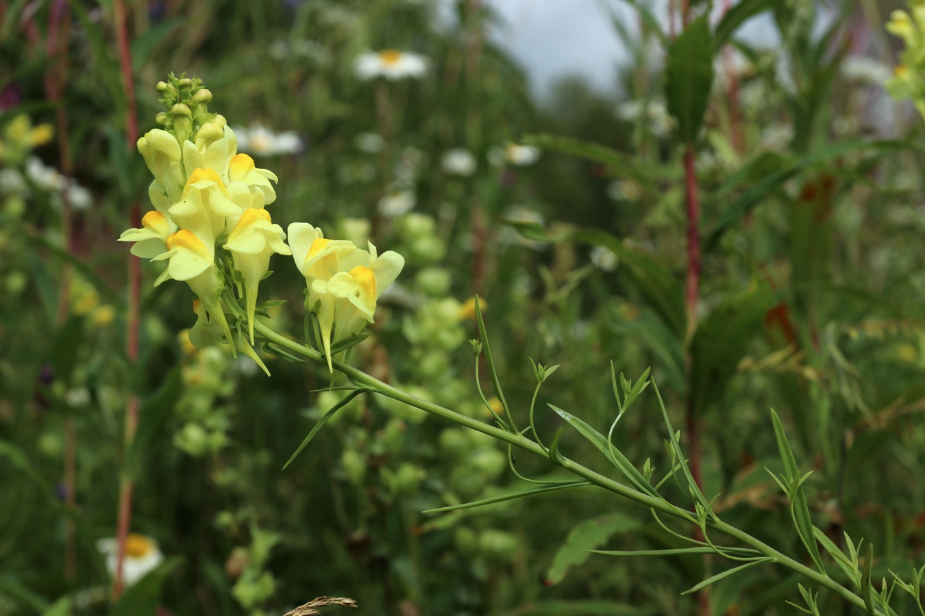 Изображение особи Linaria vulgaris.