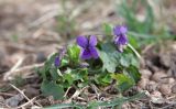 Viola odorata