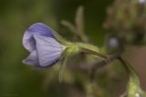 Veronica vindobonensis