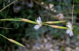 Dianthus awaricus. Цветки. Дагестан, Казбековский р-н, долина р. Сулак, Сулакский каньон, ≈ 900 м н.у.м., каменистый участок лугового склона. 28.07.2022.