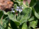 Veronica officinalis. Верхушка веточки с соцветиями. Тверская обл., Кимрский р-н, смешанный лес, возле лесной дороги. 18.06.2023.