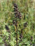 Pedicularis palustris