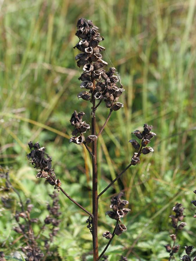 Изображение особи Pedicularis palustris.