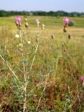 Centaurea arenaria