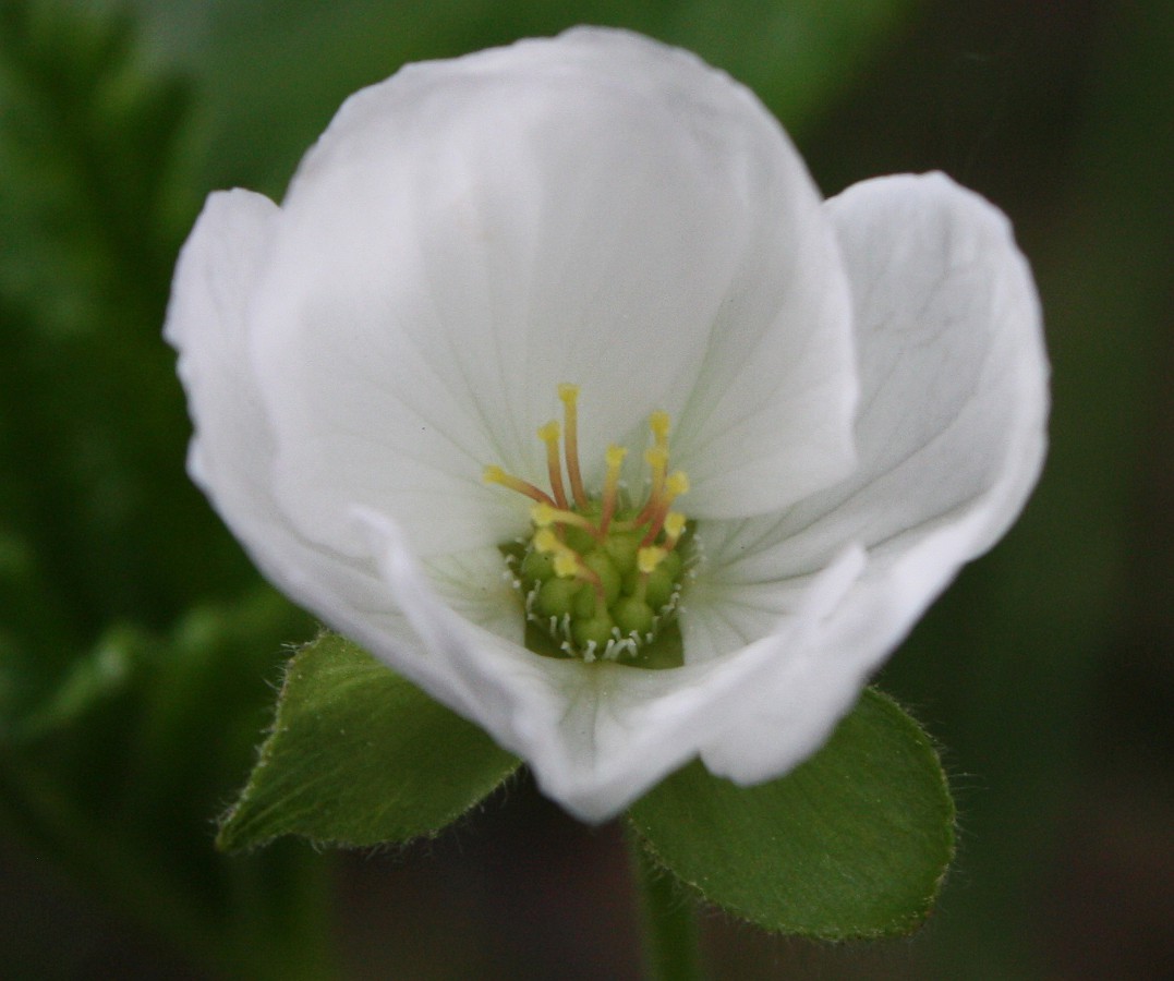 Изображение особи Rubus chamaemorus.