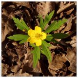 Anemone ranunculoides. Цветущее растение. Республика Татарстан, Верхнеуслонский район, 01.05.2005.