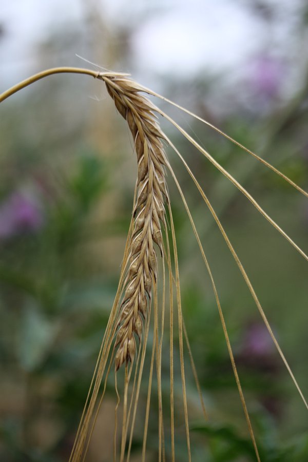 Изображение особи Hordeum distichon.