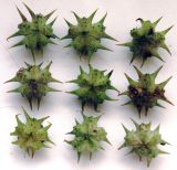 Tribulus terrestris