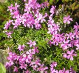 Phlox subulata