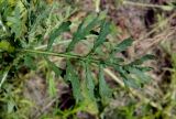 Senecio jacobaea