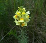 Linaria vulgaris. Верхушка цветущего растения с насекомыми-опылителями. Курская обл., Фатежский р-н, с. Игино. 14 июня 2007 г.