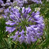 Agapanthus africanus. Соцветие. Испания, автономное сообщество Каталония, провинция Барселона, Комарка Барселонес, г. Барселона, парк Гуэля. 8 июля 2012 г.