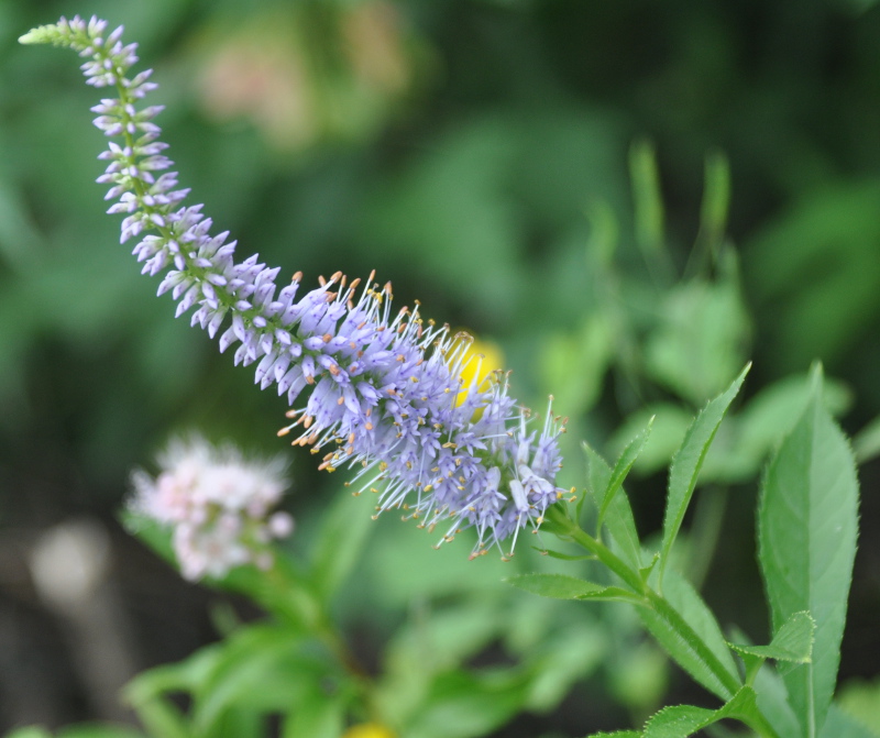 Изображение особи Veronicastrum sibiricum.