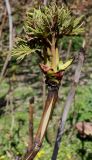 Paeonia suffruticosa