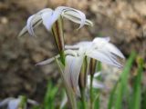 Ipheion uniflorum