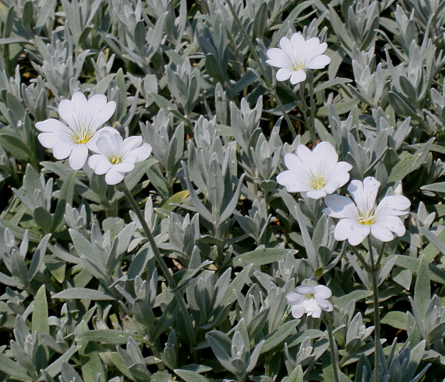 Изображение особи Cerastium biebersteinii.