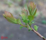 Cotinus coggygria