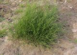 Juncus compressus