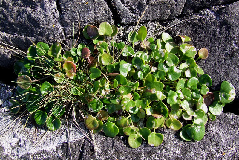 Изображение особи Cochlearia officinalis.