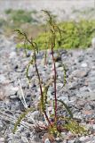 Rumex pseudonatronatus. Расцветающее растение на россыпи камней. Кольский п-ов, Кандалакшский берег Белого моря. 24.06.2015.