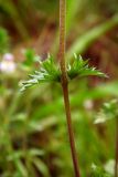 Euphrasia vernalis. Часть стебля с листьями. Новгородская обл., Боровичский р-н, западнее г. Боровичи, просека под ЛЭП, возле зарослей малины. 11.07.2015.