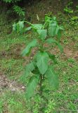 Phytolacca americana