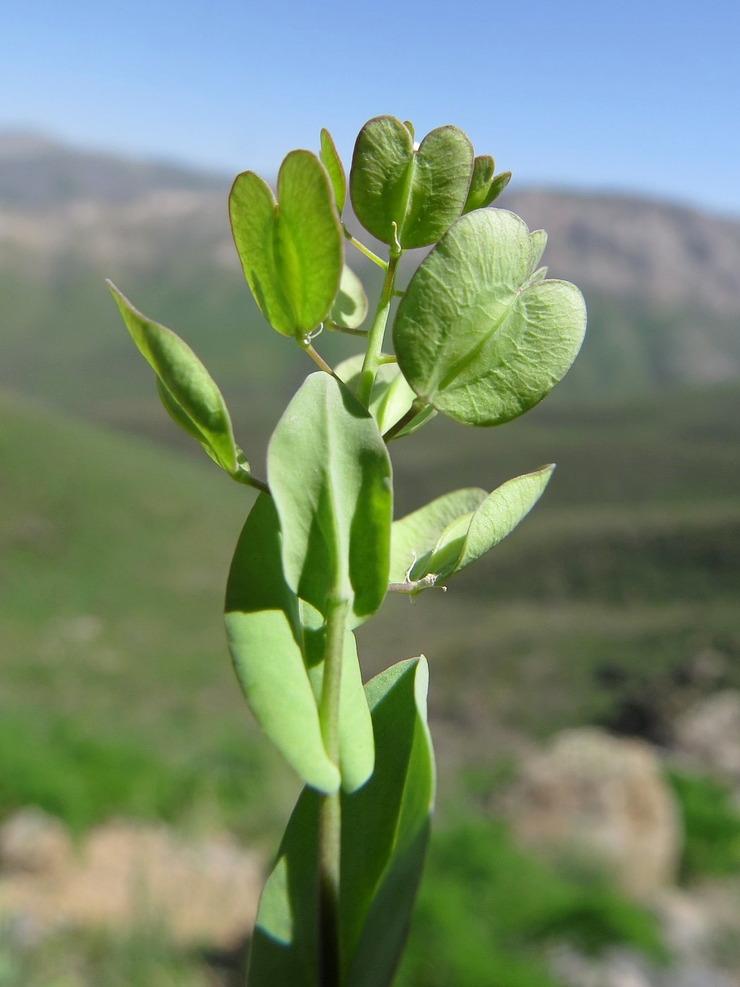 Image of Neurotropis kotschyana specimen.